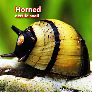 Horned nerrite snail